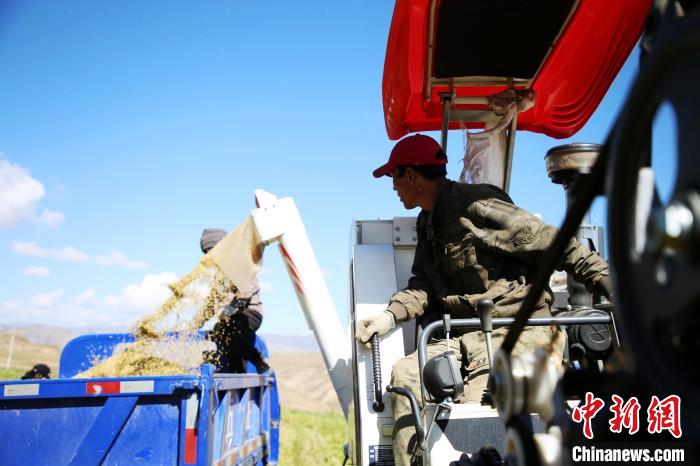 圖為飼草收割?！●R芝芬 攝