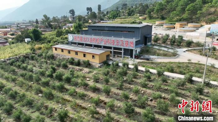 伍合村的油橄欖種植基地。　高嘉琪 攝