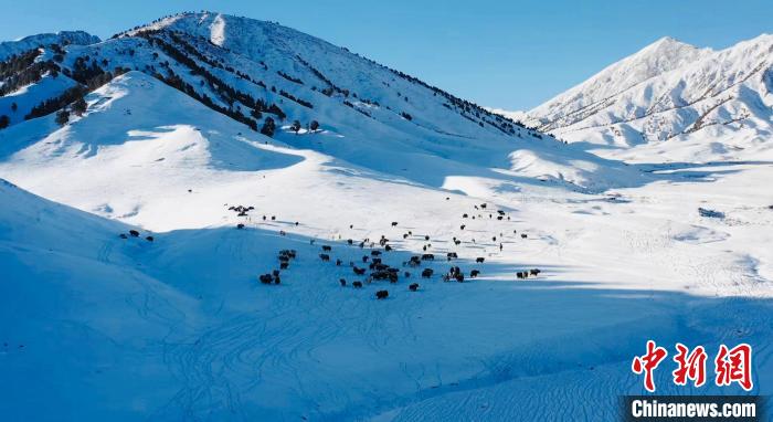 圖為牦牛群在雪地里覓食?！《继m縣融媒體中心供圖