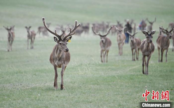 2022年夏日時(shí)節(jié)，甘肅張掖市肅南縣祁連山下的馬鹿養(yǎng)殖基地。(資料圖) 楊艷敏 攝