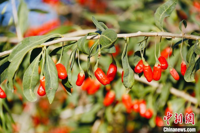 圖為柴達(dá)木盆地有機(jī)枸杞?！O睿 攝