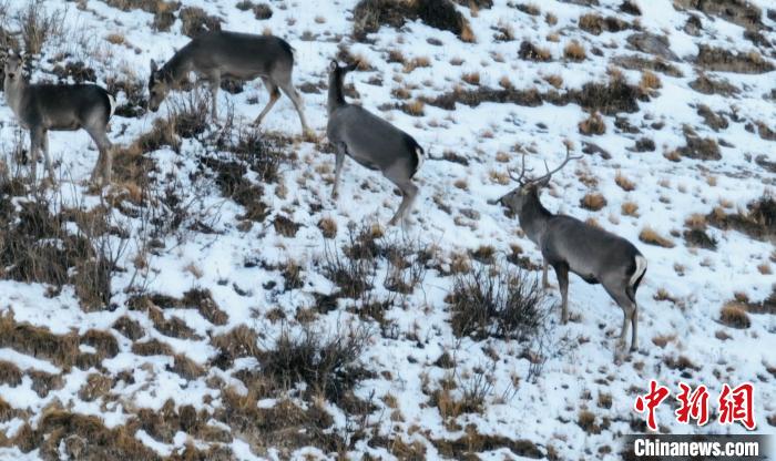 圖為巖羊和馬鹿集體覓食?！《继m縣融媒體中心 供圖