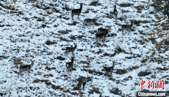 圖為巖羊和馬鹿集體覓食?！《继m縣融媒體中心 供圖