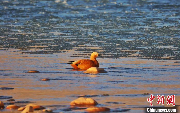 圖為赤麻鴨自在游曳?！“兹斩〔冀?攝