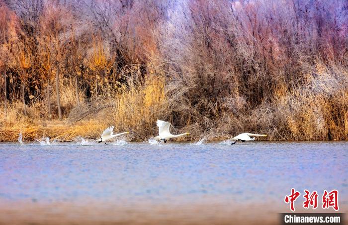 圖為起舞的天鵝與碧波蕩漾的湖面相映成趣。　簡約 攝