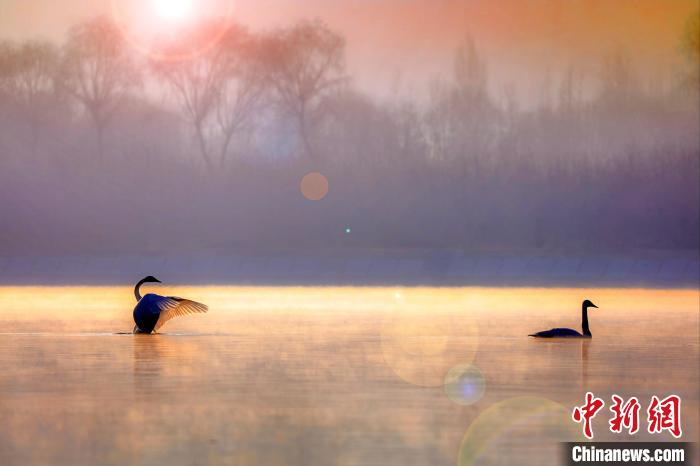 圖為天鵝在湖面嬉戲。　筱筱君 攝