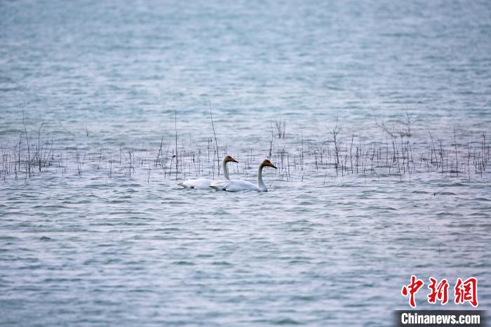圖為天鵝在湖面嬉戲?！◇泱憔?攝