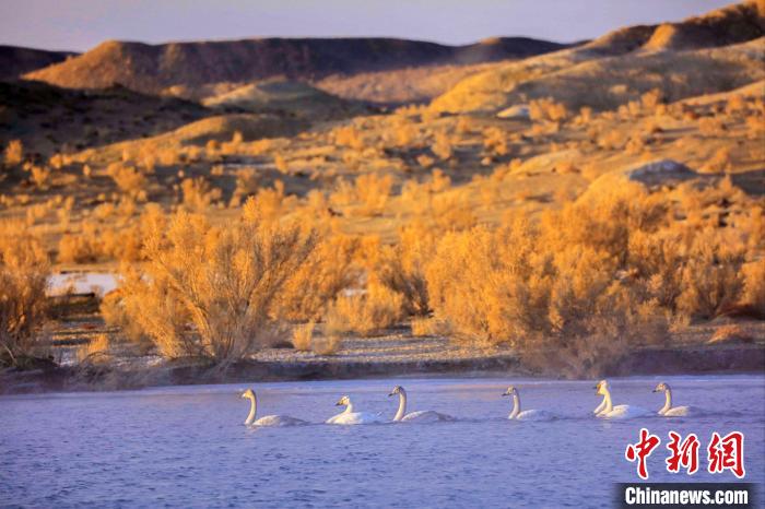 圖為黃河岸畔貴德縣迎來天鵝“做客”?！◇泱憔?攝