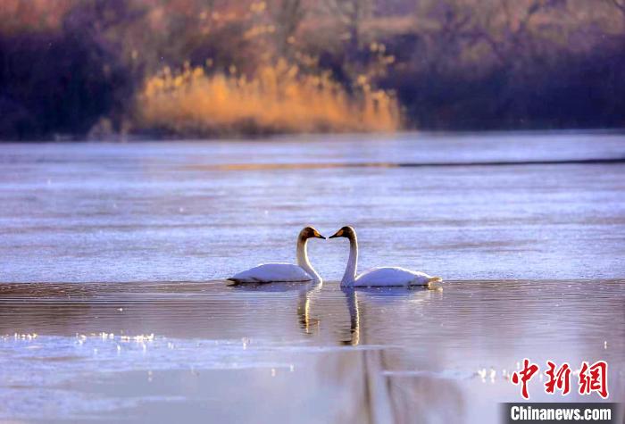 圖為天鵝在湖面嬉戲?！◇泱憔?攝