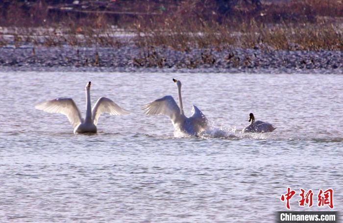 圖為黃河岸畔貴德縣迎來天鵝“做客”?！◇泱憔?攝