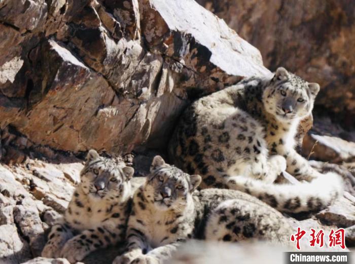 青海都蘭：雪豹、兔猻等多種珍稀野生動物亮相