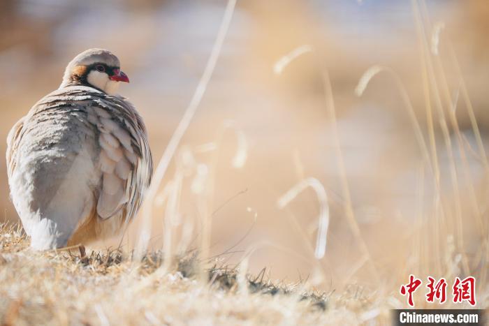 圖為都蘭縣境內(nèi)的鳥類?！±?攝