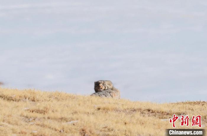 圖為回頭張望的兔猻?！±?攝