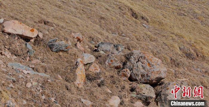 圖為兔猻?！±?攝