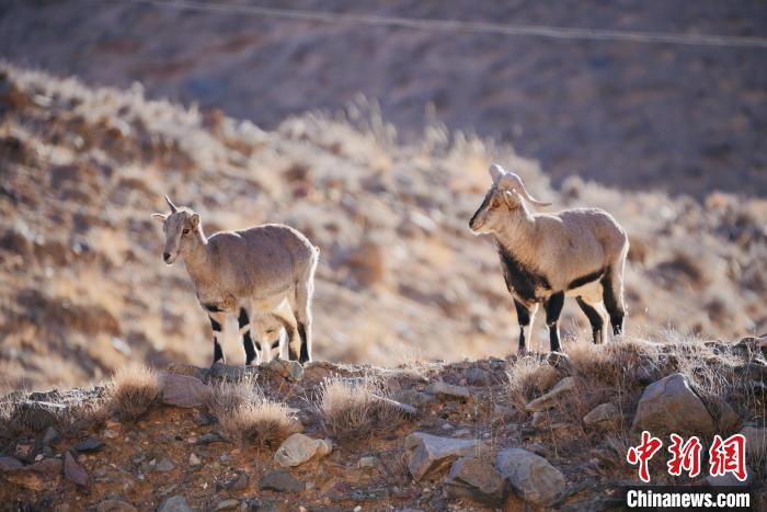 圖為都蘭縣境內(nèi)的野生動物?！±?攝