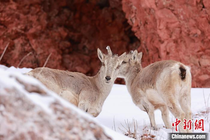 圖為在雪中悠然自得的巖羊。　白日丁布江才 攝