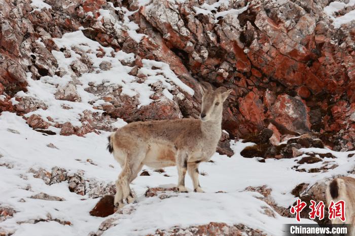圖為在雪中悠然自得的巖羊?！“兹斩〔冀?攝