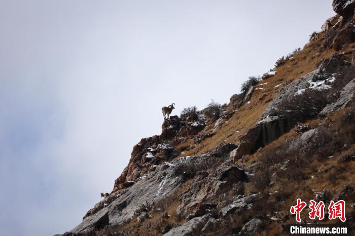 圖為在山崖上站立的巖羊?！“兹斩〔冀?攝