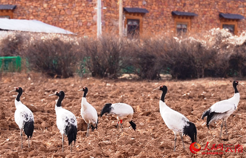 香格里拉納帕海濕地的黑頸鶴。和志榮攝