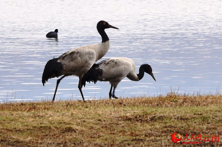 香格里拉納帕海濕地的黑頸鶴。李競?cè)魯z