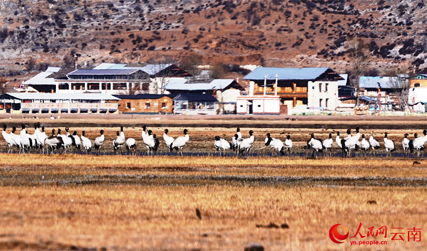 香格里拉納帕海濕地的黑頸鶴。李曉東攝