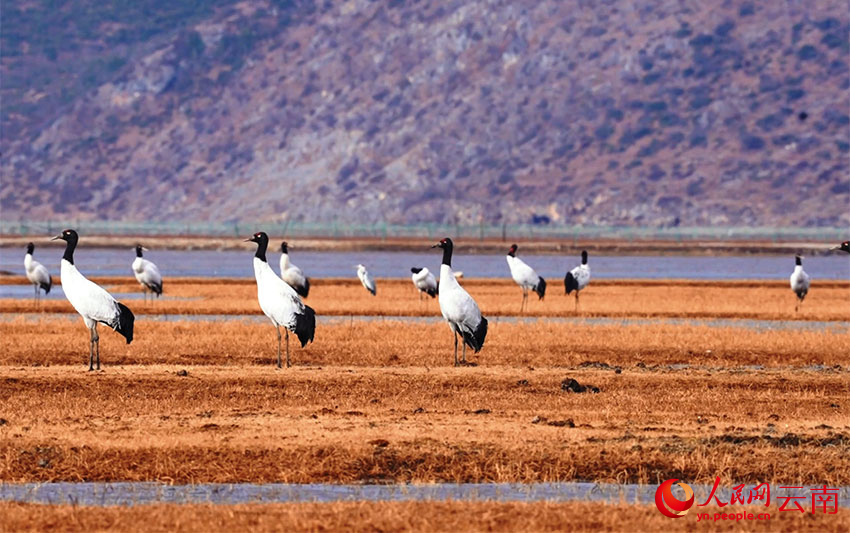 香格里拉納帕海濕地的黑頸鶴。李曉東攝