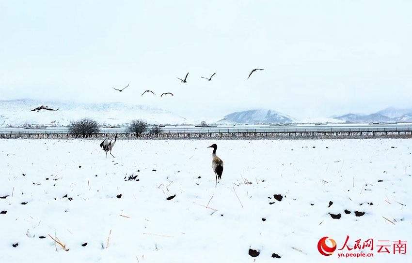 香格里拉納帕海濕地的黑頸鶴。趙旭燕攝