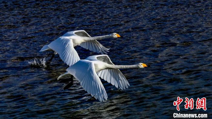 圖為兩只大天鵝?！?yán)桉 攝