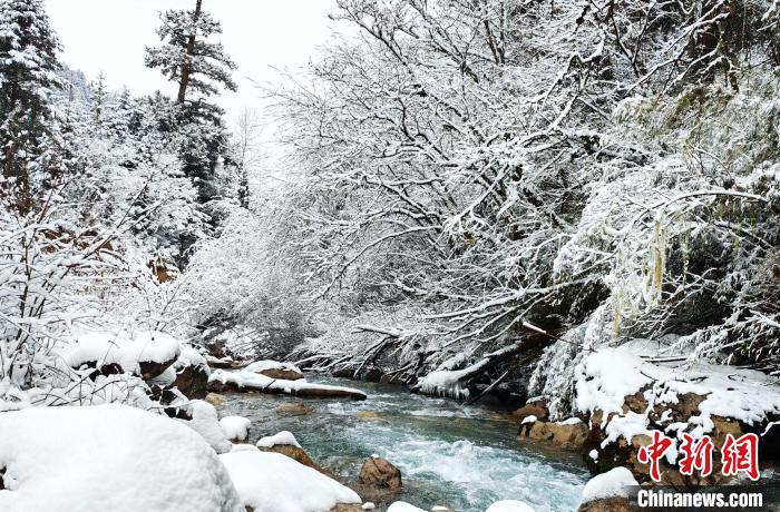 大熊貓國家公園王朗片區(qū)春雪如畫，宛若仙境。　羅春平 攝