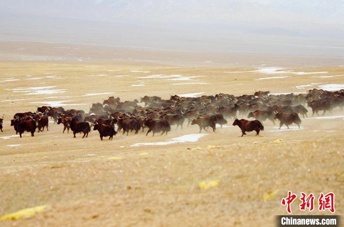 圖為青海省治多縣索加鄉(xiāng)的牛群。(資料圖) 治多縣委宣傳部 供圖