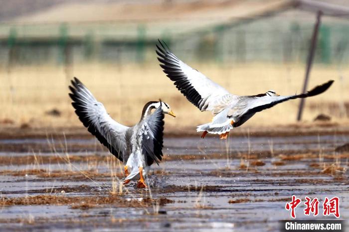 圖為斑頭雁嬉戲飛翔?！“?攝