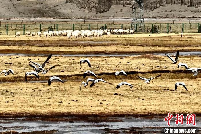 圖為斑頭雁在羊群邊飛翔?！“?攝