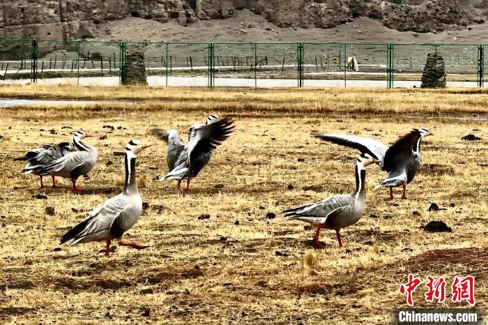 圖為斑頭雁?！“?攝