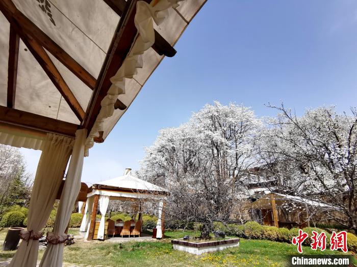 圖為梨花?！?zhí)砀?攝