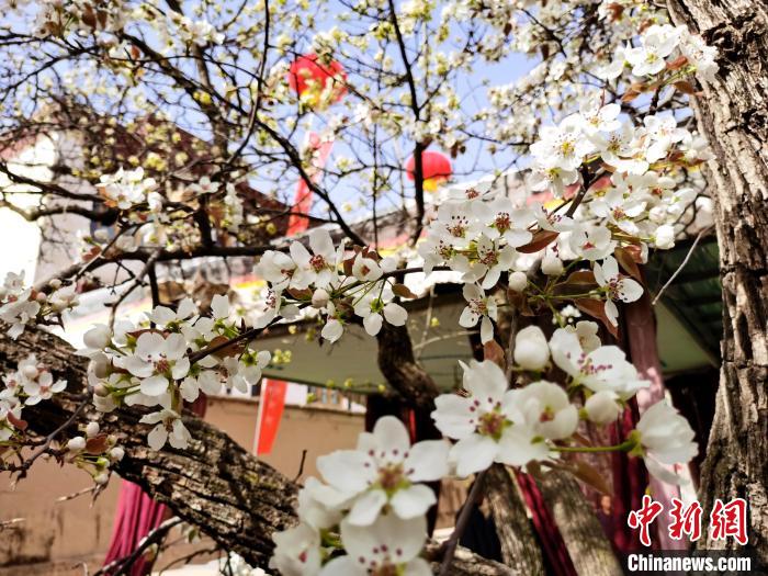 青海尖扎噶達莊園：百年“后花園”梨花盛開，舉目皆春色