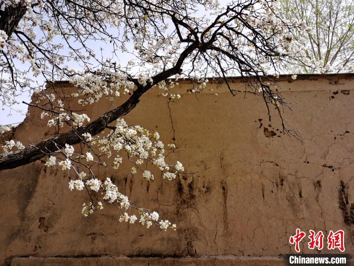 圖為一面土墻旁邊的梨花。　張?zhí)砀?攝