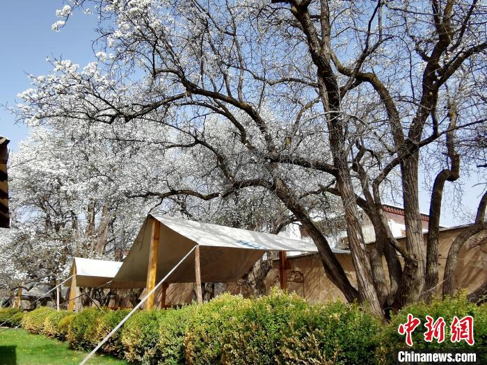 圖為尖扎噶達莊園內(nèi)的梨花?！?zhí)砀?攝