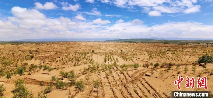 資料圖為貴南縣黃沙頭的防沙治沙草方格?！∑钤鲚?攝
