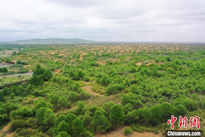 資料圖為航拍黃沙頭防沙治沙區(qū)植被?！∑钤鲚?攝