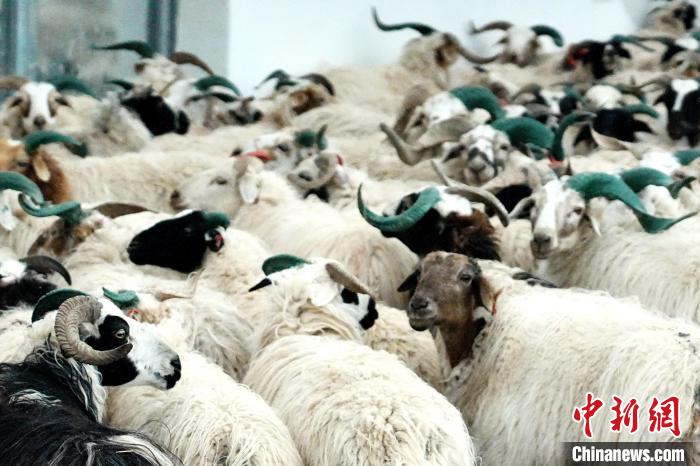 圖為被評為國家農(nóng)產(chǎn)品地理標(biāo)志保護(hù)產(chǎn)品的剛察藏羊進(jìn)場入圈?！〔讨绢?攝