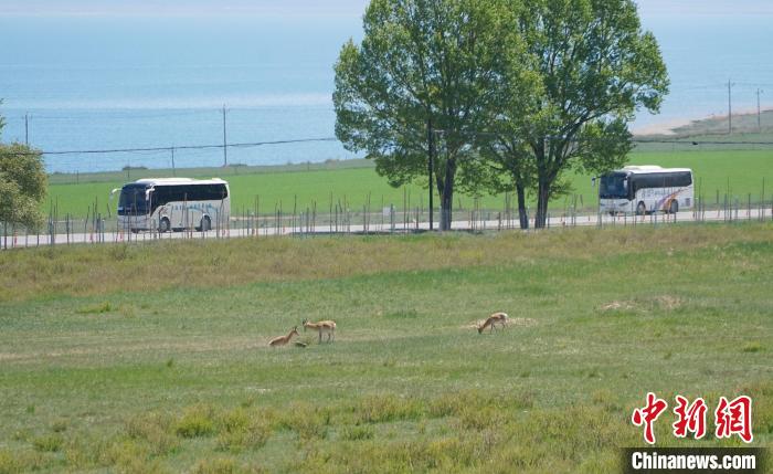 圖為成群普氏原羚在草場上愜意覓食，悠閑自在?！●R銘言 攝