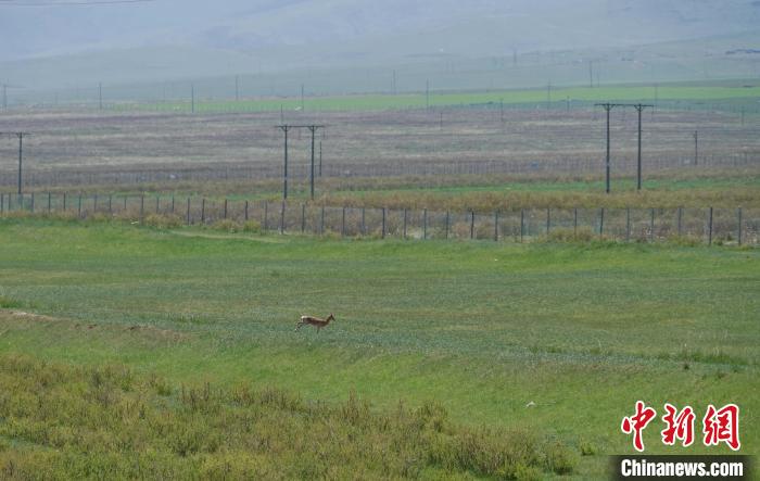 圖為一只普氏原羚在草場上奔跑?！●R銘言 攝
