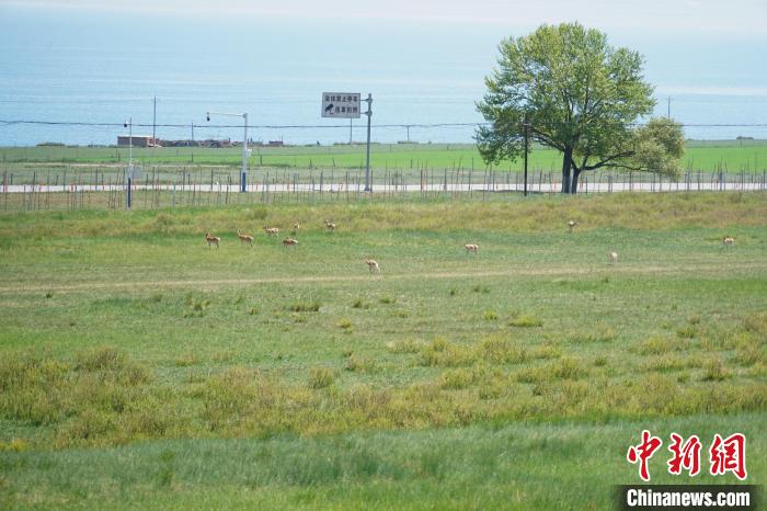 圖為成群普氏原羚在草場上愜意覓食，悠閑自在?！●R銘言 攝