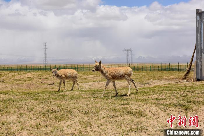 圖為可可西里國家級自然保護(hù)區(qū)內(nèi)的藏羚羊?！埢⒖?攝