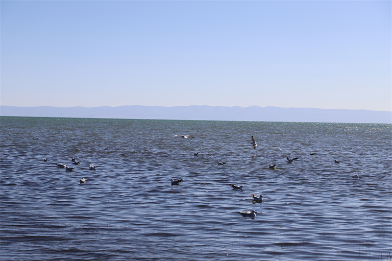 青海湖北岸仙女灣。才旦桑吾攝