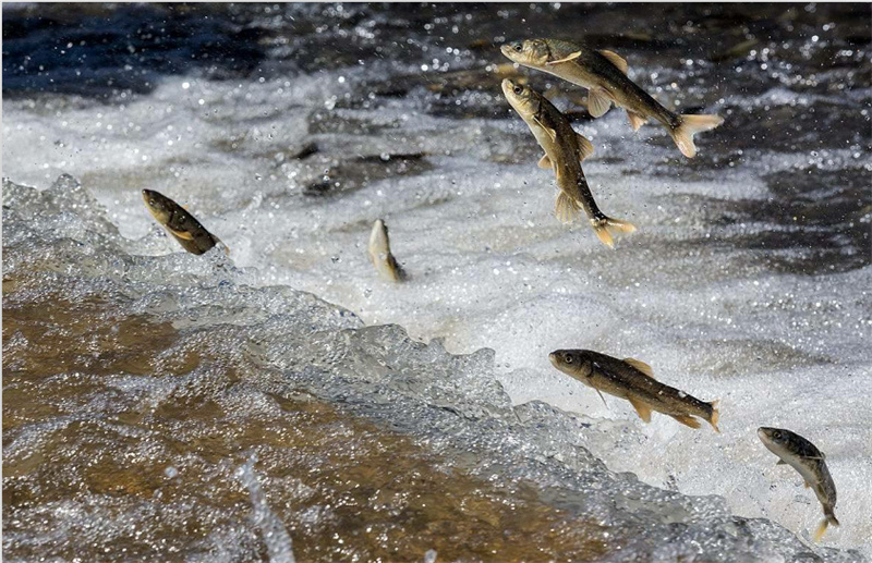 湟魚(yú)洄游。才旦桑吾攝