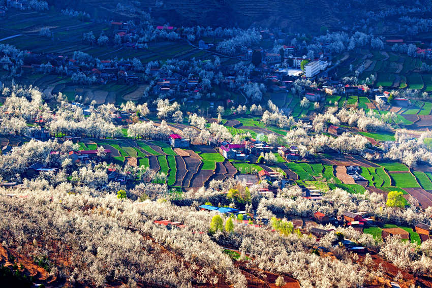 大金川上看梨花，梨云悠悠，滿山遍野潔白一片。金川縣供圖
