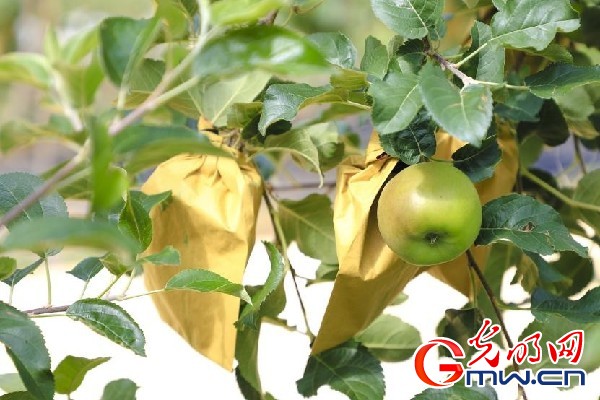 我們的家園｜小蘋果帶動(dòng)大產(chǎn)業(yè)，帶你看看這座阿壩州小村的鄉(xiāng)村振興新模式