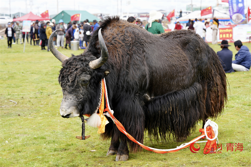 澤庫(kù)牦牛評(píng)比展示。人民網(wǎng) 陳明菊攝