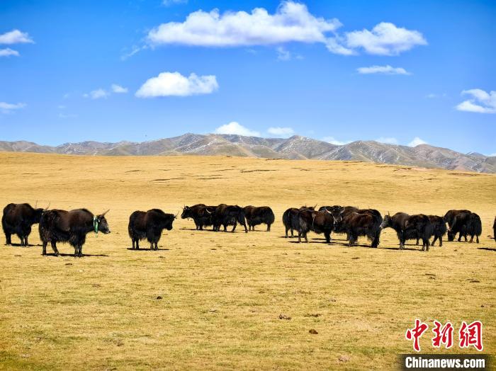 青海玉樹:初秋草原牧歌悠長(zhǎng)